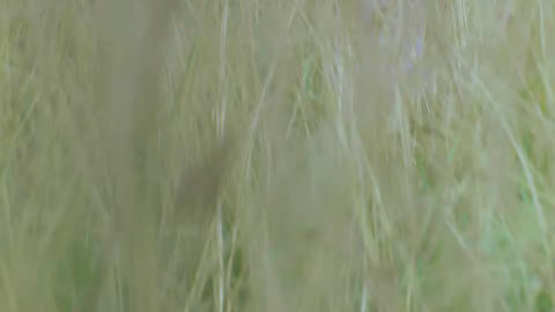 A person's legs running through grass.